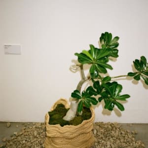 Large Pot by ELIANAH SUKOENIG 