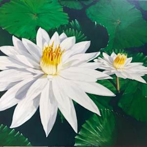 Waterlilies, Niger by Theresa Cooper