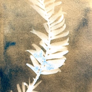 Wollemi Pine 2 by Marie Craig