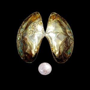 Two Oyster Shells with Pearl by Mark Mrohs