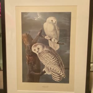 Snowy Owl by John James Audubon