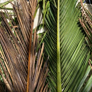 Nīkau no Rangitāhua by Dr  Rangihiroa Panoho 