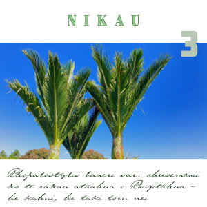 Nīkau no Rangitāhua by Dr  Rangihiroa Panoho 