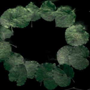 Ko te Pare Kawakawa, he tohu aroha, 24 April 2018, 635x635mm by Dr  Rangihiroa Panoho  Image: pare kawakawa study