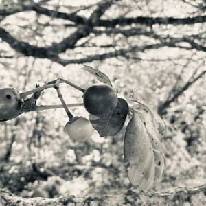 Ko ngā hua o te pūriri 'pūriri berries', Ruapekapeka, 15 March 2021 by Dr  Rangihiroa Panoho, Image 2.