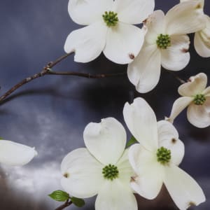 Dogwood, Northumberland Strait by Vaughn Sills  Image: Close up