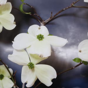 Dogwood, Northumberland Strait by Vaughn Sills  Image: Close up