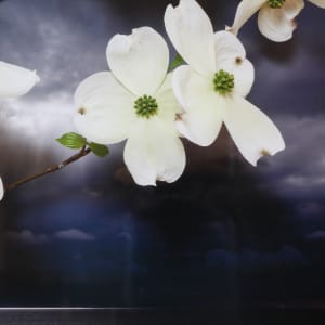Dogwood, Northumberland Strait by Vaughn Sills  Image: Close up