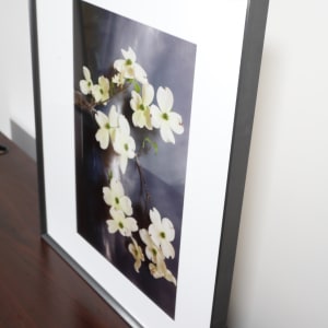 Dogwood, Northumberland Strait by Vaughn Sills  Image: Top left corner