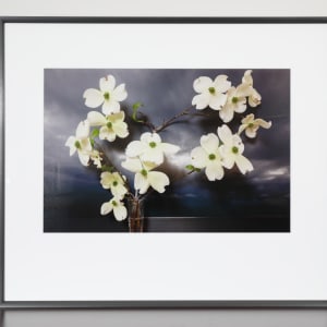 Dogwood, Northumberland Strait by Vaughn Sills  Image: Front