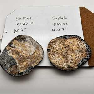 Decorative Plate by Rumiko "Rumi"  Tsuda Estate, Image 2.