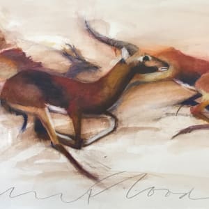 Antelopes run by Jeanne Goodman