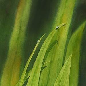 Dew Kissed Leaves by MARYAM MOHI