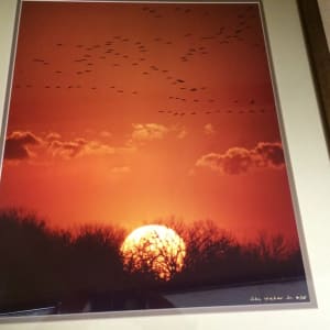 Cranes At Sunset, Platte River, Nebraska by John Weber