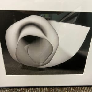 Paper Flower by Daira Gentrup
