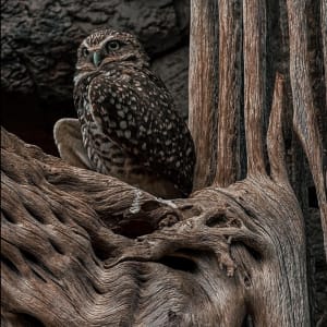 On the Branch by Kaylie Dunwoody