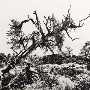 Witches Broom by dennis gordon