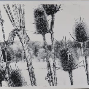 Teasel by dennis gordon