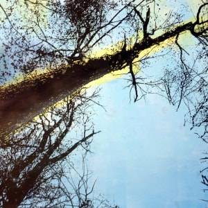 Forest Look-Up by dennis gordon