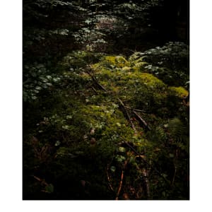 Forest moss I / Lesní mech I by Martin Slavíček