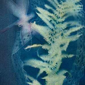 Dragonfly, Fern, and Lace by Cheryl Ann Boc-Chidester