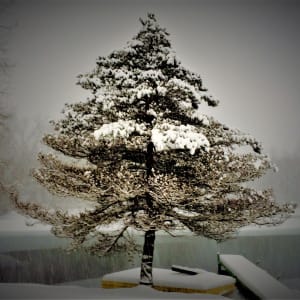 Winter Solstice by Cheryl Ann Boc-Chidester