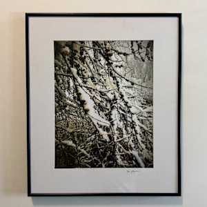 Winter Berries by Cheryl Ann Boc-Chidester  Image: Framed, with conservation materials