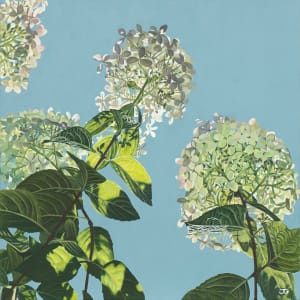 Hydrangea Limelight by Jackie Gwyther