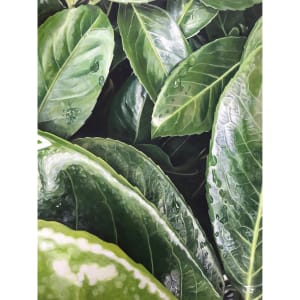 Nature's Secrets by Jackie Gwyther  Image: Nature's Secrets for Instagram (Image - Jackie Gwyther)