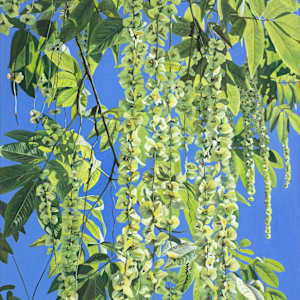 Pterocarya by Jackie Gwyther