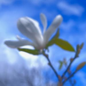 Sweet Thing by Suzi Scott