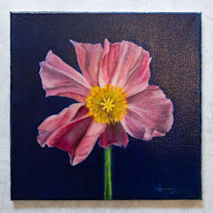 Singular Pink Poppy by Rachael Ryan