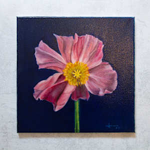 Singular Pink Poppy by Rachael Ryan 