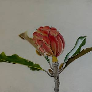 Magnolia Seed Pod by Spence Guerin