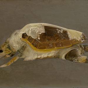Dead Sea Turtle by Spence Guerin