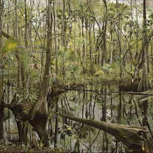 Herndon Swamp by Spence Guerin, Image 1.