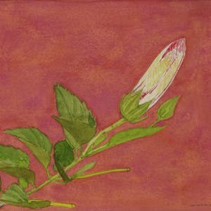Hibiscus Bud Cobalt Violet by Spence Guerin, Image 2.