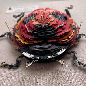 Coccinella Macroseptumpunctata by Patrick Gannon  Image: Coccinella Macroseptumpunctata, detail • from front