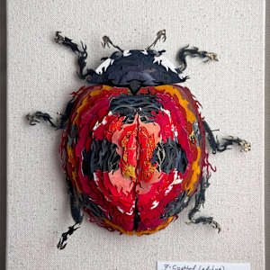 Coccinella Macroseptumpunctata by Patrick Gannon  Image: Coccinella Macroseptumpunctata