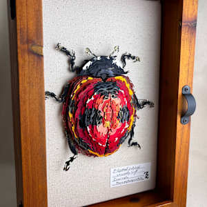 Coccinella Macroseptumpunctata by Patrick Gannon  Image: Coccinella Macroseptumpunctata, framed • from left