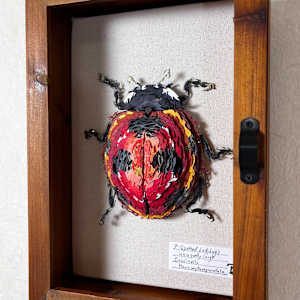Coccinella Macroseptumpunctata by Patrick Gannon  Image: Coccinella Macroseptumpunctata, framed • from right