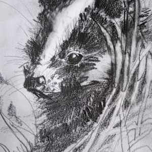 Badger in the Wild by Yvonne Cavens, Image 1.