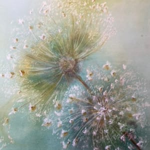 Dandelions by Holly Diann Harris