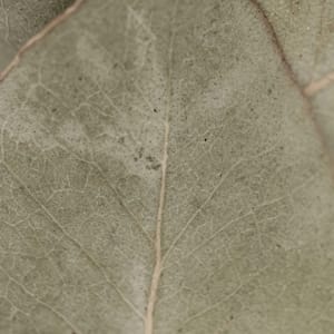 Simple-Beauty-Collection-29 by angela Hawkey