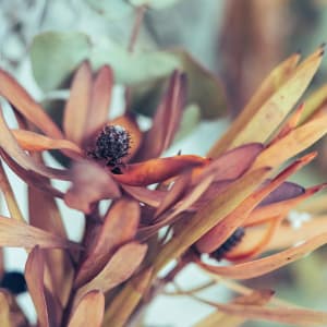 Simple-Beauty-Collection-33 by angela Hawkey