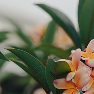 Simple-Beauty-Collection-40 by angela Hawkey