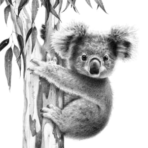 Koala Joey by Susy Boyer
