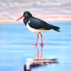 Pied Oyster-Catcher by Susy Boyer, Image 2.