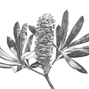 Banksia Fruit by Susy Boyer