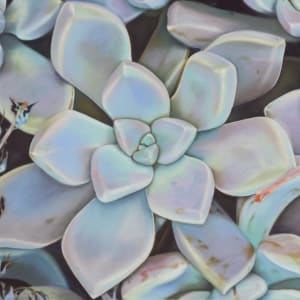 Wild Succulents by Susy Boyer